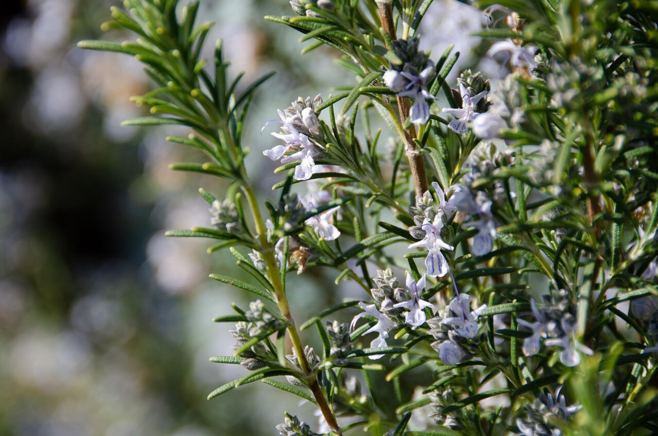 Close-up photo of rosemary in flower. Rosemary is associated with remembrance.