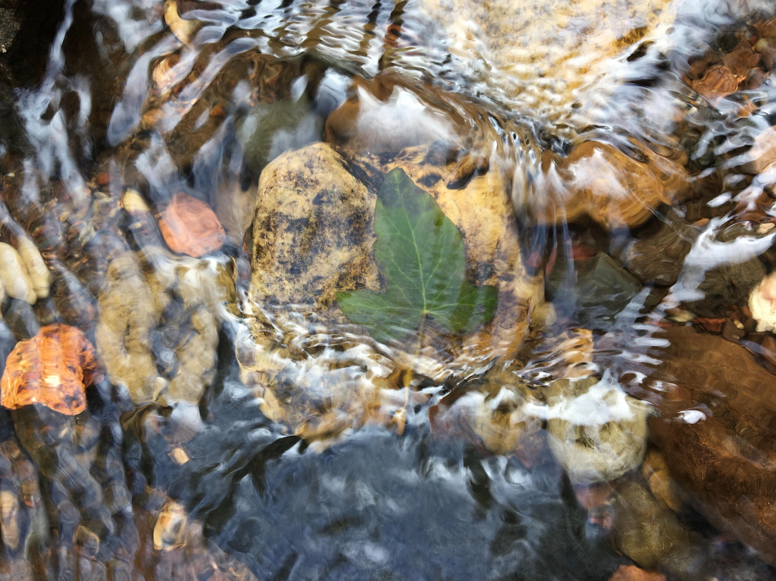 Close up of an ivy leaf on a stone slightly bigger than it, with the water of a river running over it.