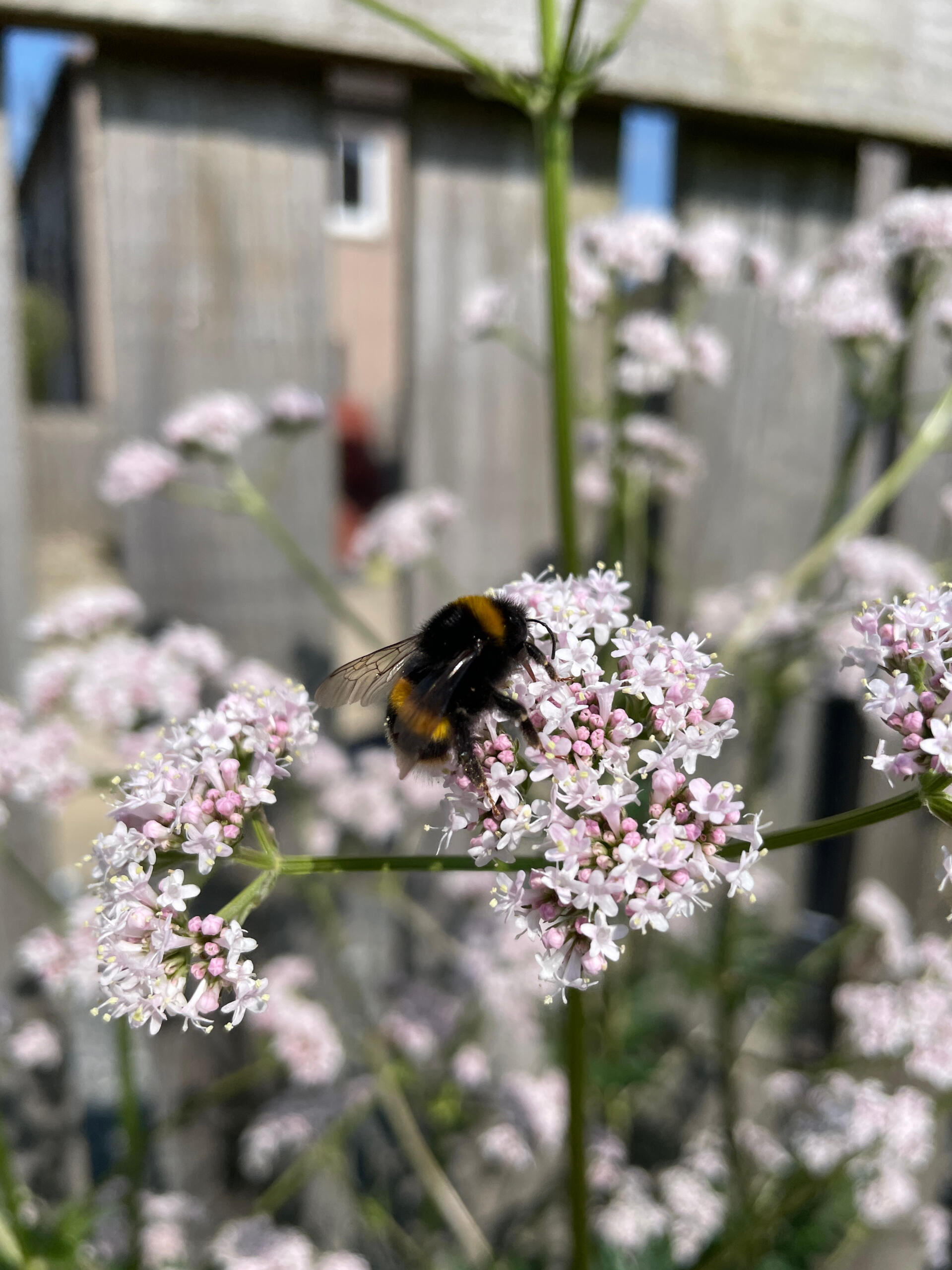 Close-up photo of rosemary in flower. Rosemary traditionally symbolises remembrance.